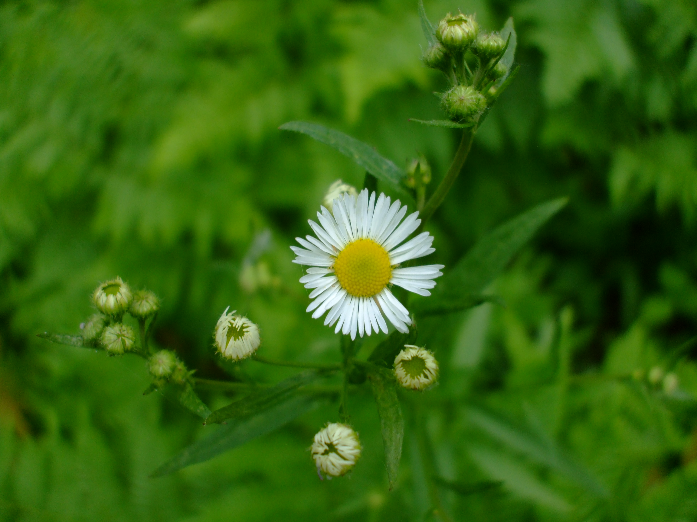 Erigeron strigosus